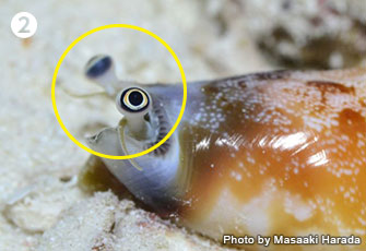 巻貝の眼