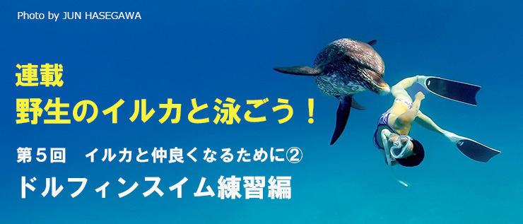 野生のイルカと泳ごう!