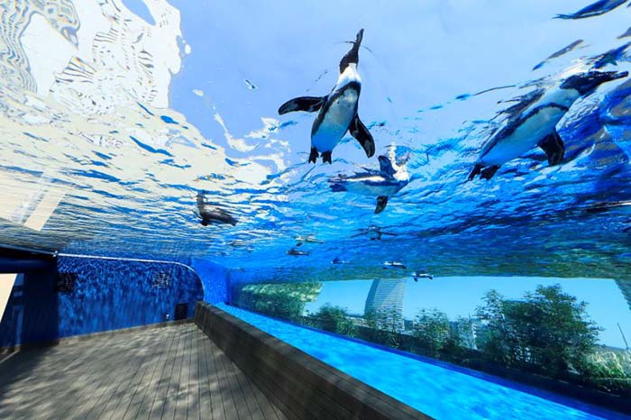 高層ビル群をバックにいきいきと泳ぐペンギン