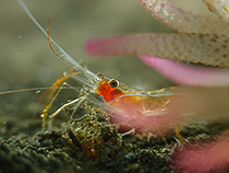 Crystal shrimp