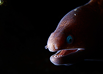 Moray Eel in the Dark