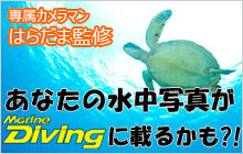 『マリンダイビング』誌上水中写真上達スクールに応募しよう!