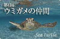第4回 ウミガメの仲間