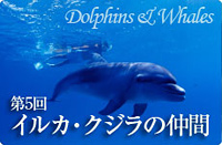 第5回 イルカ&クジラの仲間