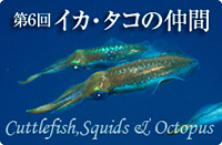 第6回 イカ・タコの仲間