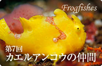 第7回 カエルアンコウの仲間