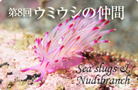 第8回 ウミウシの仲間