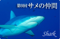 第9回 サメの仲間