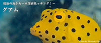 現地ガイドが教える ~水深別魚ッチング!~