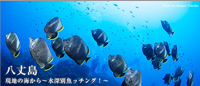 現地ガイドが教える ~水深別魚ッチング!~