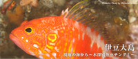 現地ガイドが教える ~水深別魚ッチング!~