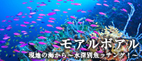 現地ガイドが教える ~水深別魚ッチング!~