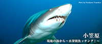 現地ガイドが教える ~水深別魚ッチング!~