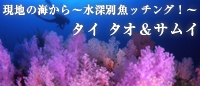 現地ガイドが教える ~水深別魚ッチング!~