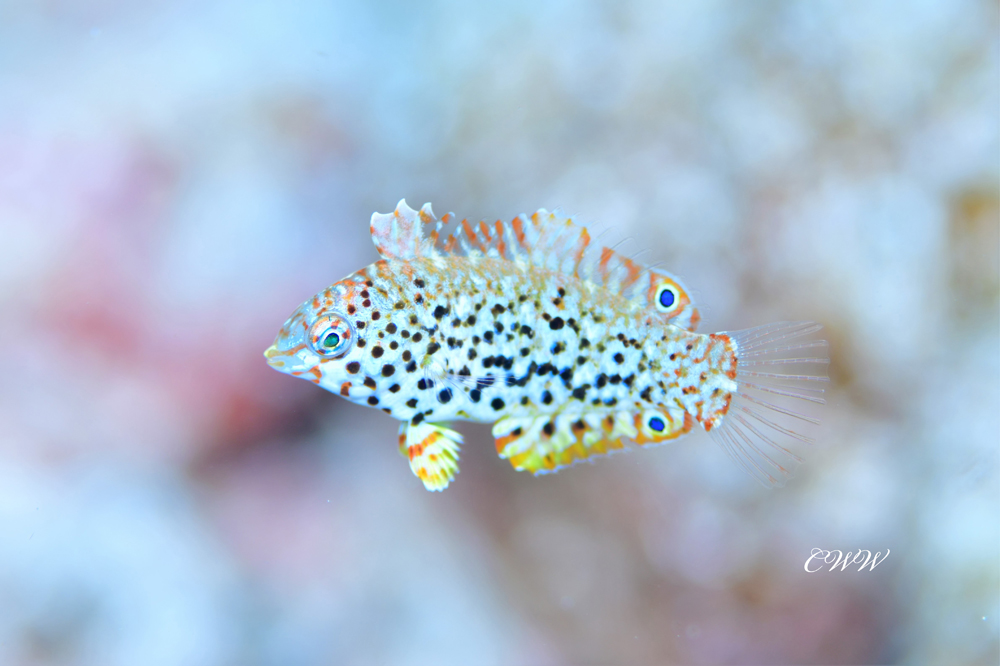 ノドグロベラ幼魚(【チワワ】さんのお写真)