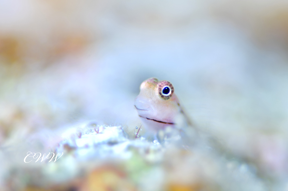 イシガキカエルウオ幼魚(【チワワ】さんのお写真)