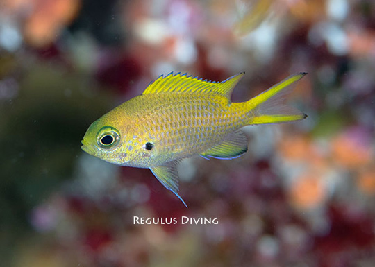 ナノハナスズメダイ幼魚
