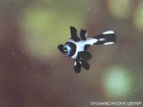 かわいいマダラタルミの幼魚
