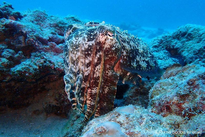 大ぶりなコブシメ