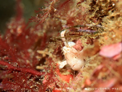 オオモンカエルアンコウの幼魚は3個体