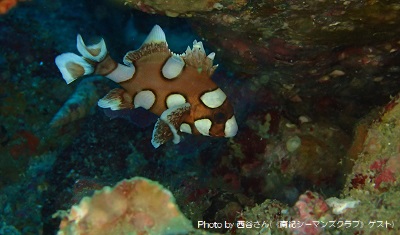 そろそろ見納め? チョウチョウコショウダイの幼魚